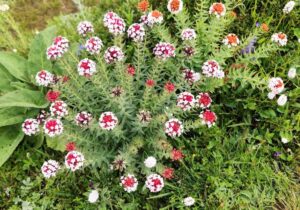 四川省・の写真　四姑娘山（スクニャン山）の渓谷を歩き中路蔵寨を訪ねる7-11