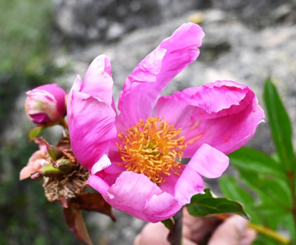 四川省・の写真　四姑娘山（スクニャン山）の渓谷を歩き中路蔵寨を訪ねる7-3