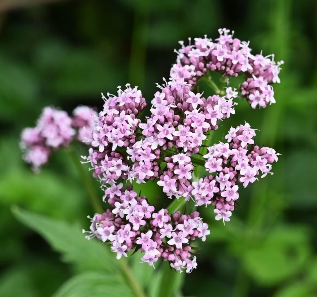 四川省・の写真　四姑娘山（スクニャン山）の渓谷を歩き中路蔵寨を訪ねる7-4