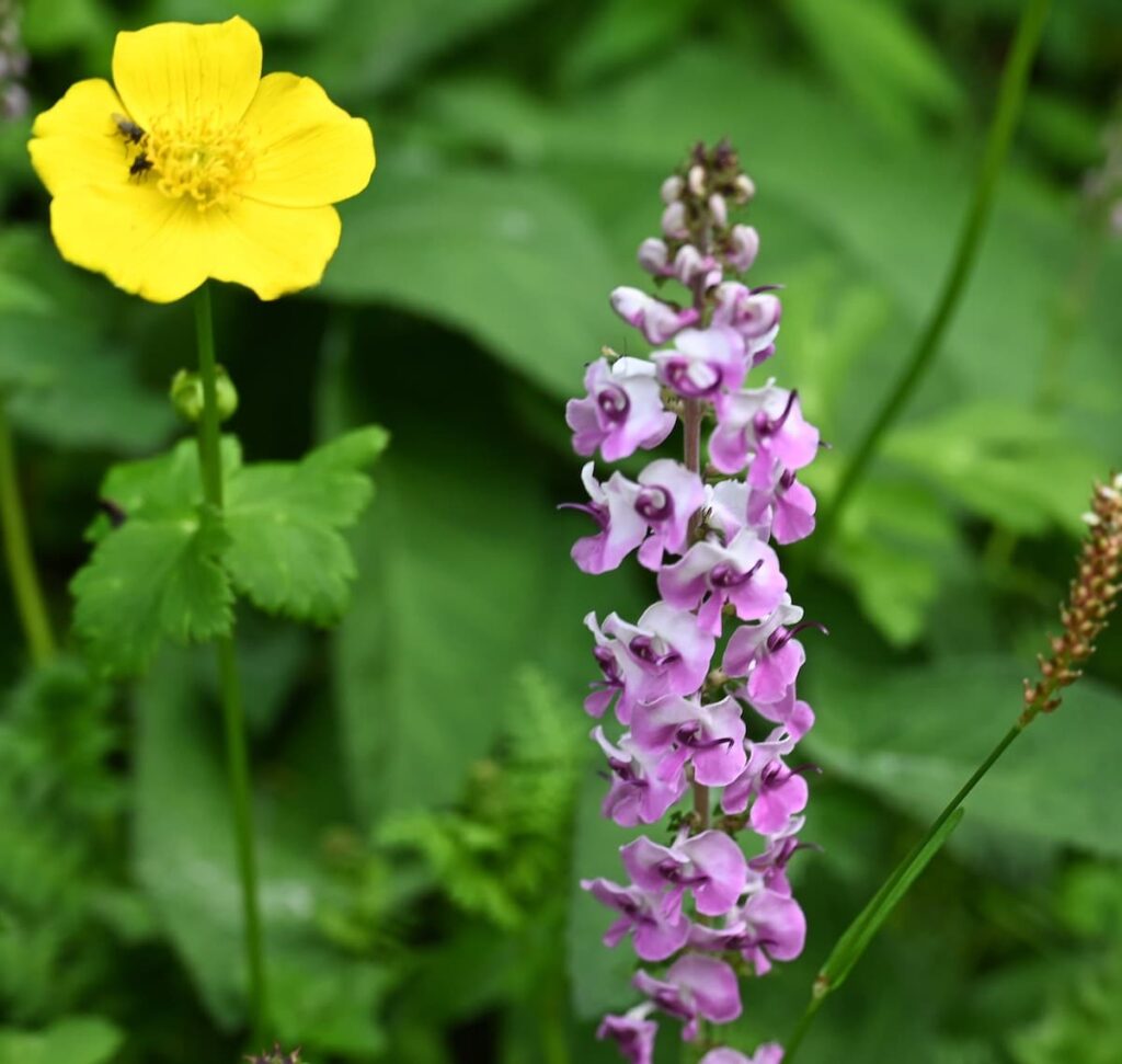 四川省・の写真　四姑娘山（スクニャン山）の渓谷を歩き中路蔵寨を訪ねる7-5