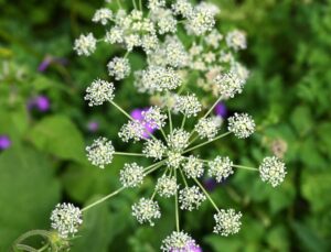 四川省・の写真　四姑娘山（スクニャン山）の渓谷を歩き中路蔵寨を訪ねる7-7