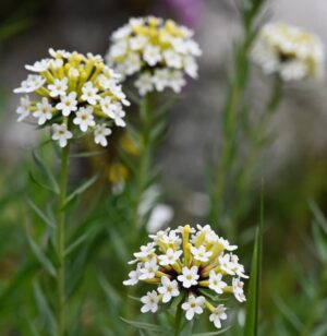 四川省・の写真　四姑娘山（スクニャン山）の渓谷を歩き中路蔵寨を訪ねる7-8