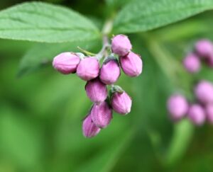 四川省・の写真　四姑娘山（スクニャン山）の渓谷を歩き中路蔵寨を訪ねる7-9