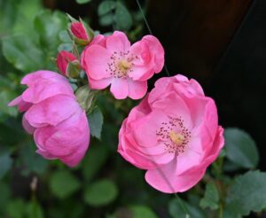 四川省・の写真 四姑娘山(スクニャン山)の渓谷を歩き中路蔵寨を訪ねる9-10