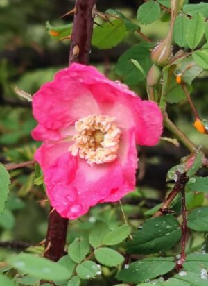 四川省・の写真 四姑娘山(スクニャン山)の渓谷を歩き中路蔵寨を訪ねる9-11