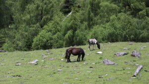 四川省・の写真　甲玉拉措と玉科草原からパンダとお茶の故郷へ3-10