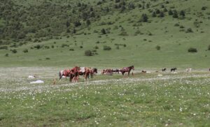 四川省・の写真　甲玉拉措と玉科草原からパンダとお茶の故郷へ3-8