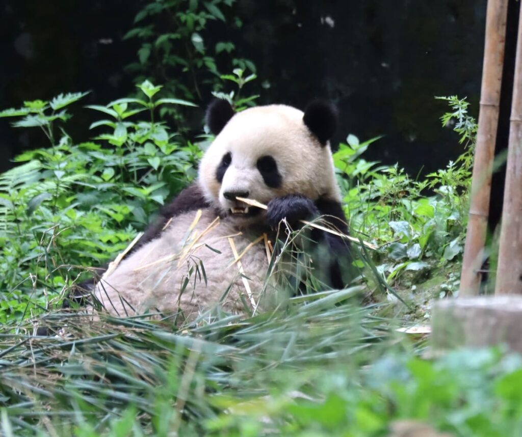 四川省・の写真　甲玉拉措と玉科草原からパンダとお茶の故郷へ5-2