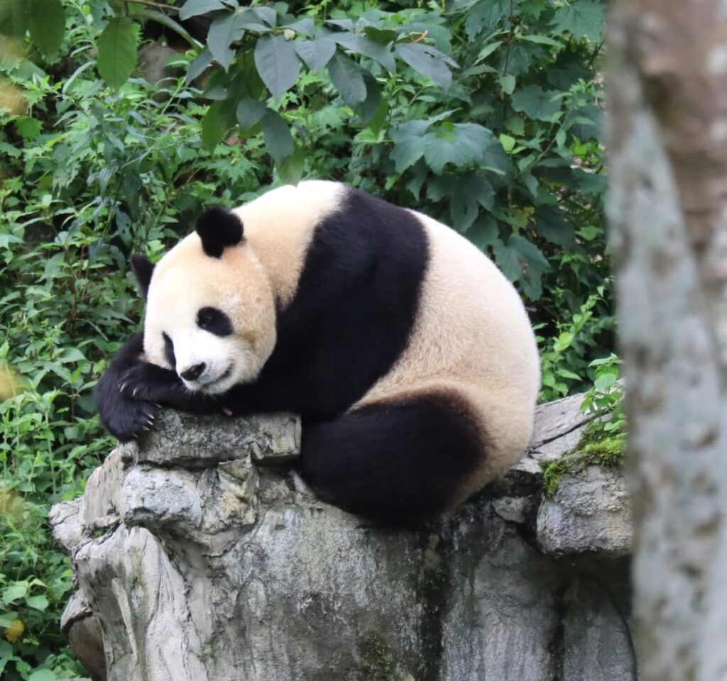 四川省・の写真　甲玉拉措と玉科草原からパンダとお茶の故郷へ5-3