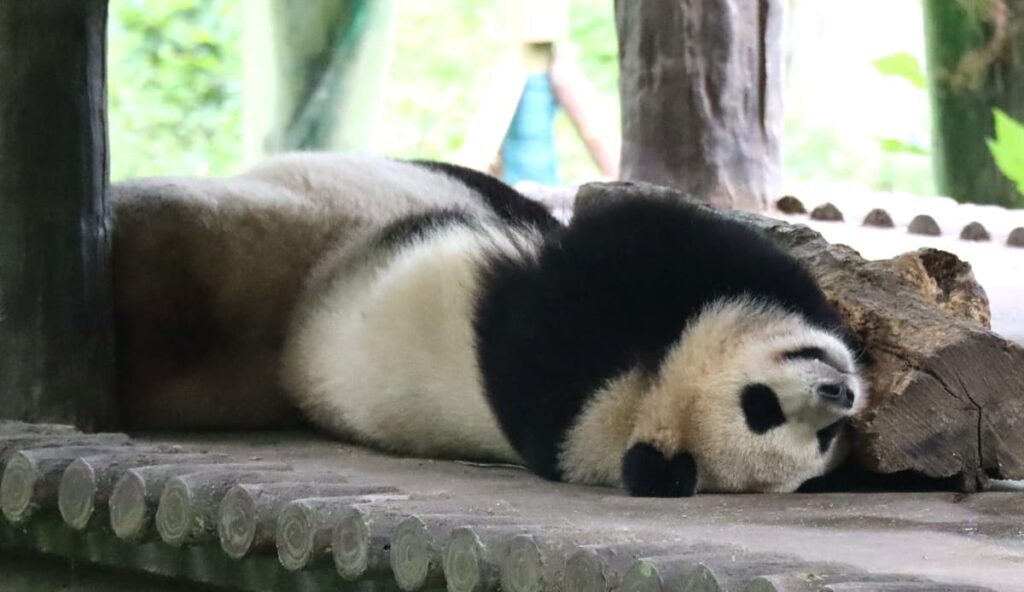 四川省・の写真　甲玉拉措と玉科草原からパンダとお茶の故郷へ5-4