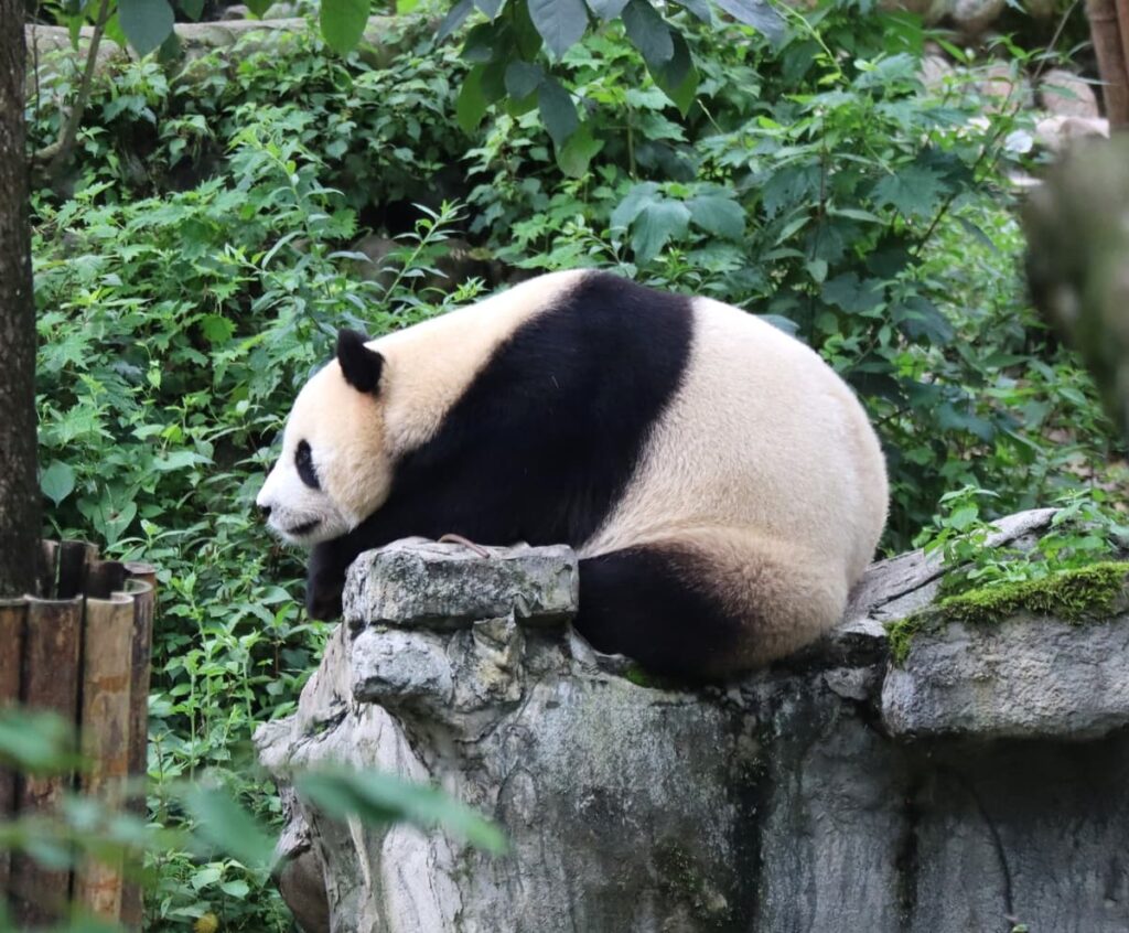 四川省・の写真　甲玉拉措と玉科草原からパンダとお茶の故郷へ5-5