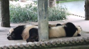 四川省・の写真　甲玉拉措と玉科草原からパンダとお茶の故郷へ5-6