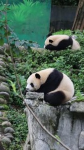 四川省・の写真　甲玉拉措と玉科草原からパンダとお茶の故郷へ5-7