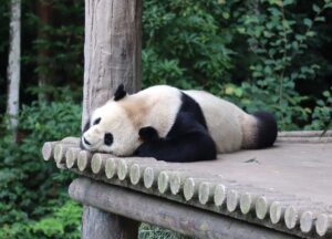 四川省・の写真　甲玉拉措と玉科草原からパンダとお茶の故郷へ5-8