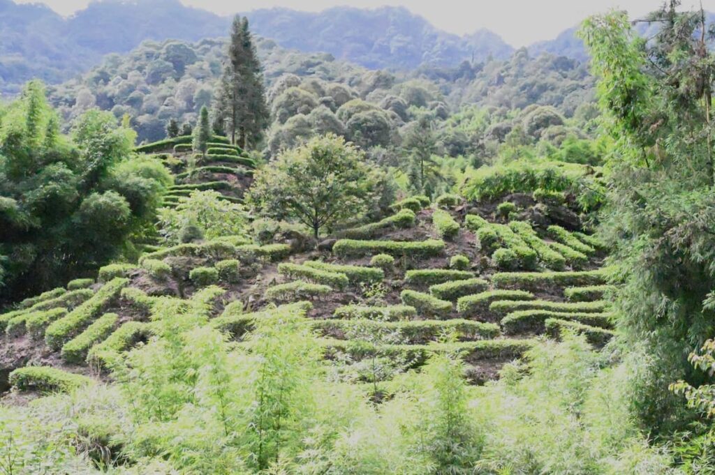 四川省・の写真　甲玉拉措と玉科草原からパンダとお茶の故郷へ6-4