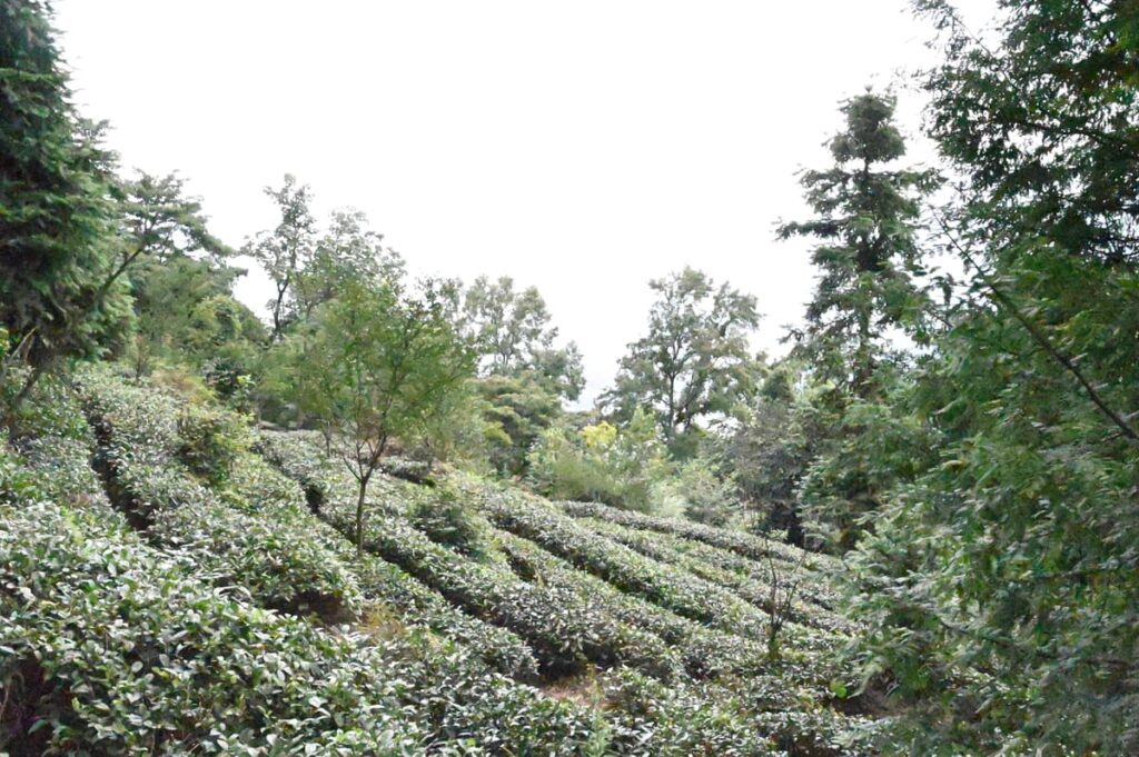 四川省・の写真　甲玉拉措と玉科草原からパンダとお茶の故郷へ6-5