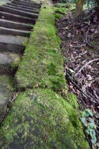 四川省・の写真　甲玉拉措と玉科草原からパンダとお茶の故郷へ6-6