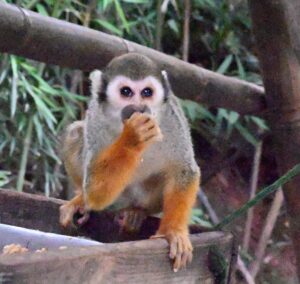 四川省・の写真　甲玉拉措と玉科草原からパンダとお茶の故郷へ6-8