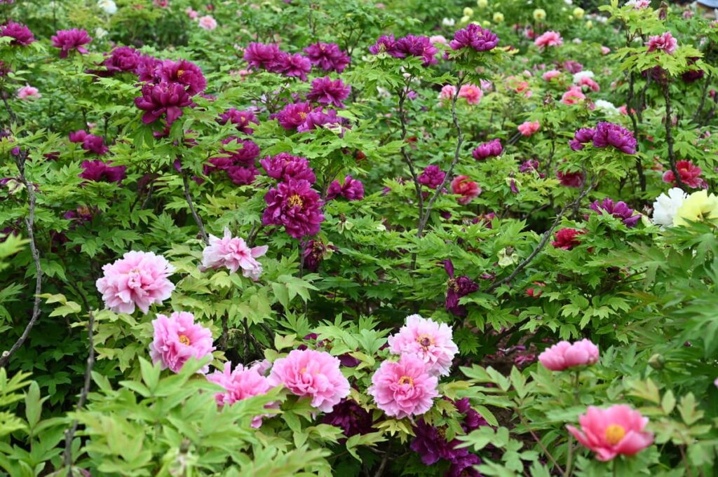 山西省・の写真 中原の都、洛陽應天門と牡丹4-1