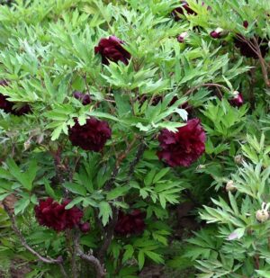 山西省・の写真 中原の都、洛陽應天門と牡丹4-10