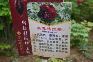 山西省・の写真 中原の都、洛陽應天門と牡丹4-11