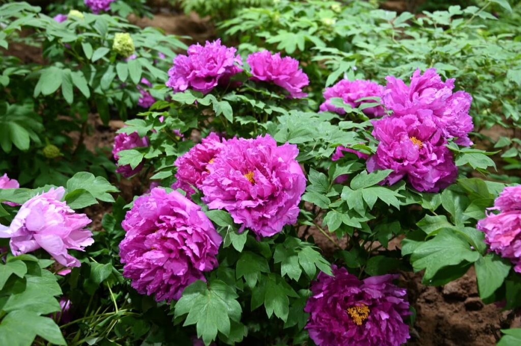 山西省・の写真 中原の都、洛陽應天門と牡丹4-2