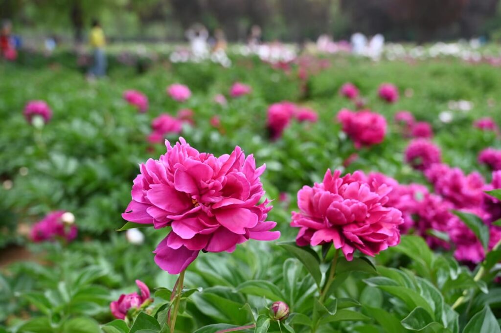 山西省・の写真 中原の都、洛陽應天門と牡丹4-3