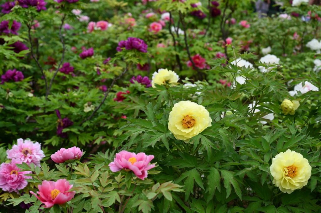 山西省・の写真 中原の都、洛陽應天門と牡丹4-4