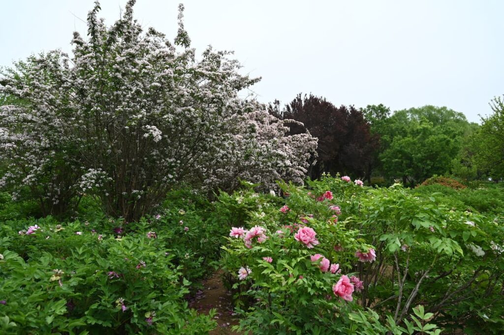 山西省・の写真 中原の都、洛陽應天門と牡丹4-5