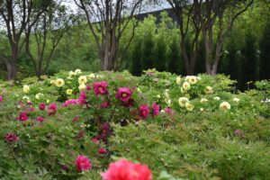 山西省・の写真 中原の都、洛陽應天門と牡丹4-6
