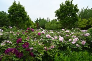 山西省・の写真 中原の都、洛陽應天門と牡丹4-7