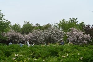 山西省・の写真 中原の都、洛陽應天門と牡丹4-8