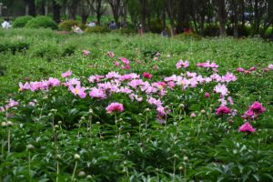 山西省・の写真 中原の都、洛陽應天門と牡丹4-9