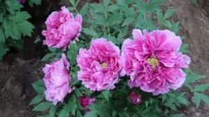 山西省・の写真　中原の都、洛陽應天門と牡丹5-10