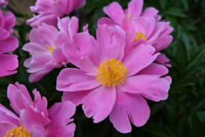 山西省・の写真　中原の都、洛陽應天門と牡丹5-11