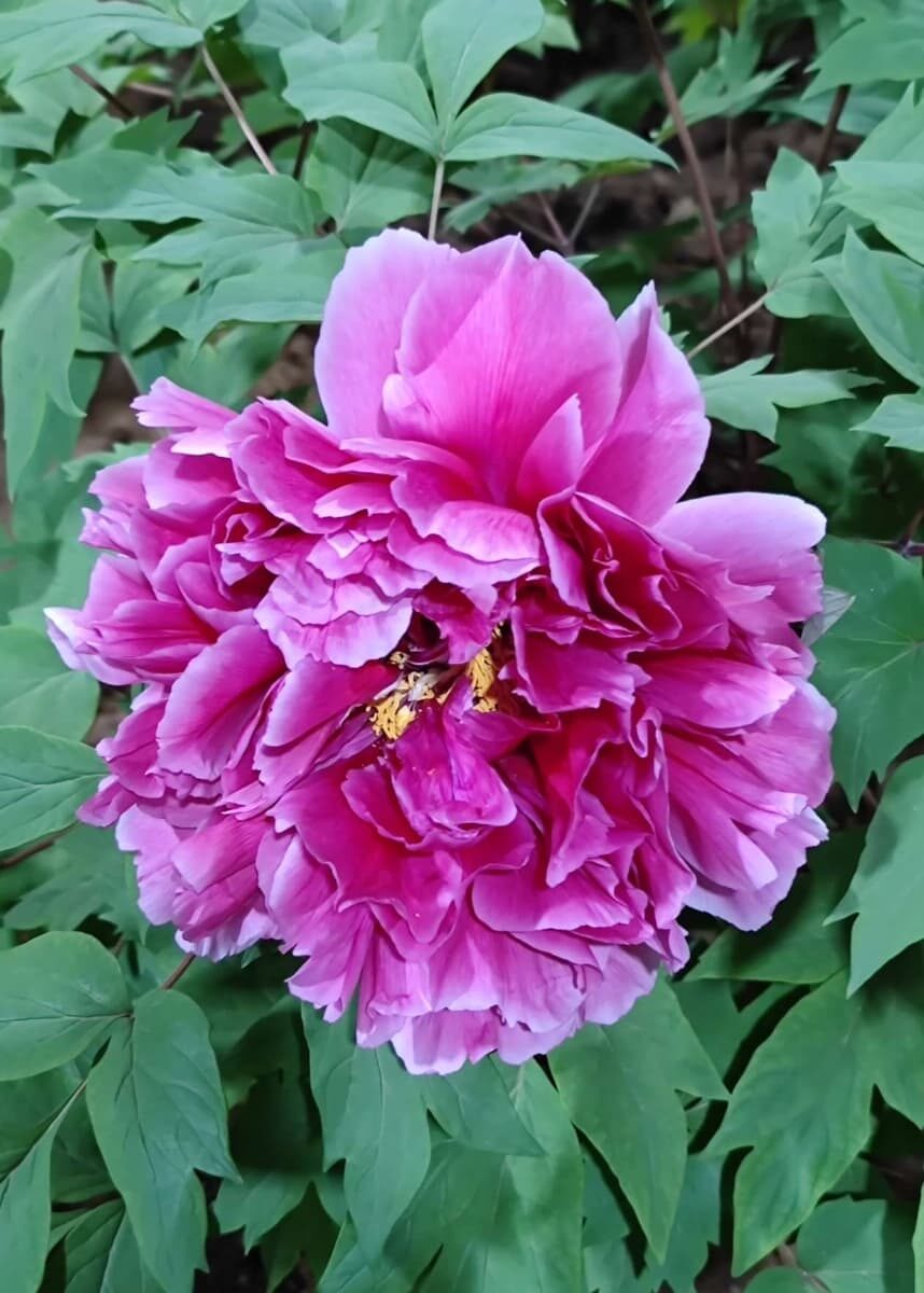 山西省・の写真　中原の都、洛陽應天門と牡丹5-5