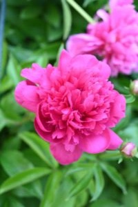 山西省・の写真　中原の都、洛陽應天門と牡丹5-6