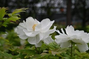 山西省・の写真　中原の都、洛陽應天門と牡丹5-7