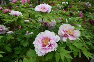 山西省・の写真　中原の都、洛陽應天門と牡丹5-8