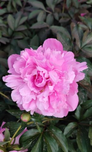 山西省・の写真　中原の都、洛陽應天門と牡丹5-9