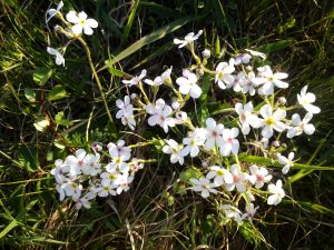 内蒙古自治区・輝謄錫勒草原／庫布齊砂漠の写真　月と太陽のドラマ-10
