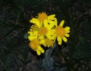 内蒙古自治区・輝謄錫勒草原／庫布齊砂漠の写真　月と太陽のドラマ-6