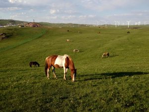 輝謄錫勒草原／庫布齊砂漠