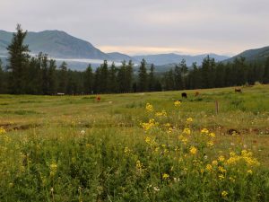 新疆ウィグル自治区・喀納斯（カナス）の写真　最後の浄土2-11
