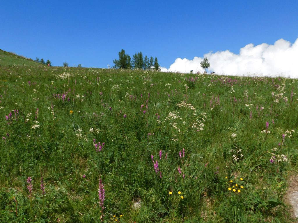 新疆ウィグル自治区・喀納斯（カナス）の写真　最後の浄土2-4