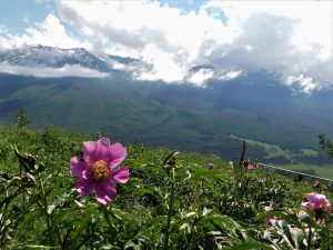 新疆ウィグル自治区・喀納斯（カナス）の写真　最後の浄土2-8