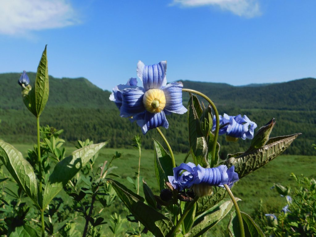 新疆ウィグル自治区・喀納斯(カナス)禾木村の写真 トゥバ族と哈薩克(カザフ)族の浄土3-3