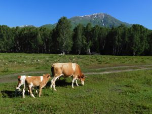 新疆ウィグル自治区・喀納斯(カナス)禾木村の写真 トゥバ族と哈薩克(カザフ)族の浄土3-8