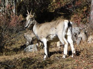 四川省・牛奶海と五色海への道／牛奶海／五色海の写真　感涙のブルー-10