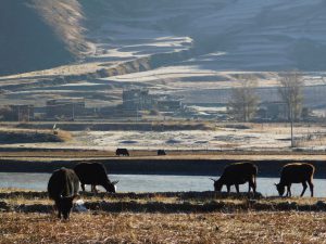 四川省・新都橋の霜の朝／塔公寺／塔公草原の写真　祈りの道を行く-6